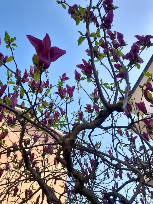 Casa Magnolia, Tranquilla E Centrale Daire Nichelino Dış mekan fotoğraf